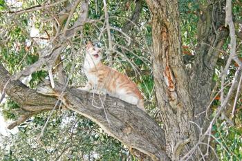 Royalty Free Photo of a Cat in a Tree