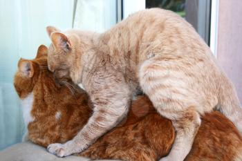 Royalty Free Photo of Two Cats Mating