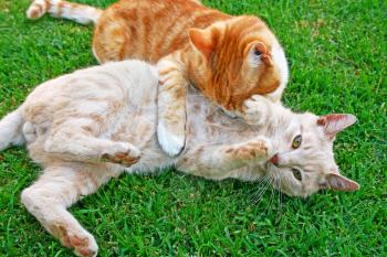 Royalty Free Photo of Two Cats Playing