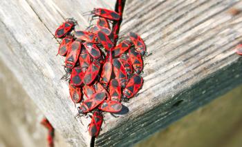 Royalty Free Photo of Beetles on Wood