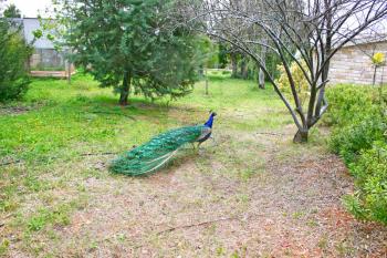 Royalty Free Photo of a Peacock