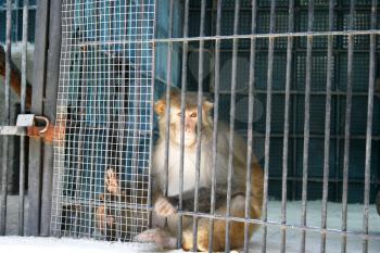 Royalty Free Photo of a Monkey in a Cage