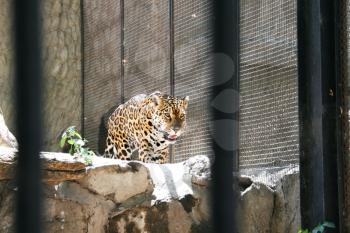 Royalty Free Photo of a Leopard in a Cage
