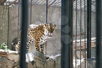 Royalty Free Photo of a Leopard in a Cage