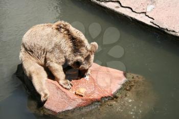 Royalty Free Photo of a Brown Bear