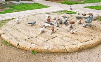 Royalty Free Photo of a Bunch of Pigeons