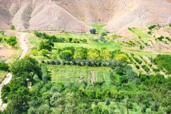 Royalty Free Photo of an Orchard in Armenia