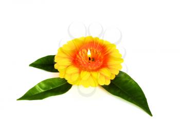 Royalty Free Photo of Flower Candle