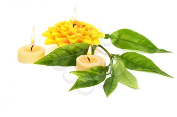 Royalty Free Photo of a Plant and Candles
