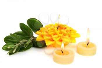 Royalty Free Photo of Candles and a Plant