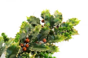 Royalty Free Photo of a Christmas Holly Plant