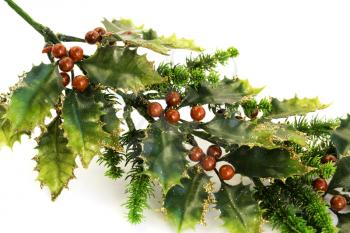 Royalty Free Photo of a Christmas Holly Plant
