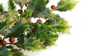 Royalty Free Photo of a Holly Plant