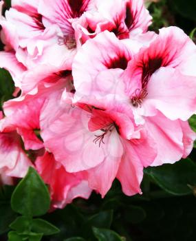 Royalty Free Photo of Pink Geranium Flowers