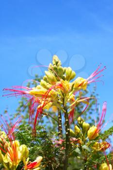 Royalty Free Photo of Tropical Flowers