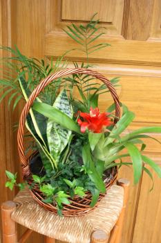 Royalty Free Photo of Flowers in a Basket