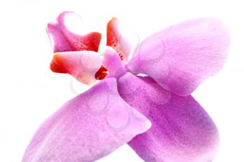 Royalty Free Photo of a Pink Orchid