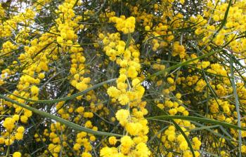 Royalty Free Photo of a Mimosa Tree With Flowers