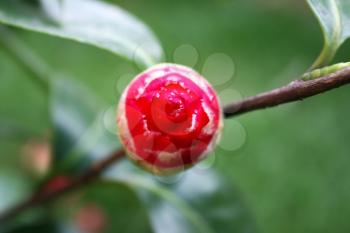 Royalty Free Photo of a Camellia Flower