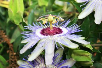 Royalty Free Photo of a Passion Flower