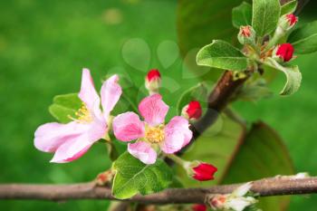 Royalty Free Photo of Apple Tree Flowers