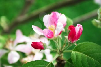 Royalty Free Photo of Apple Tree Blossoms