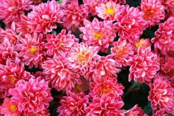 Royalty Free Photo of Pink Flowers