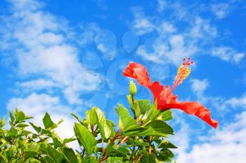 Royalty Free Photo of a Hibiscus Flower