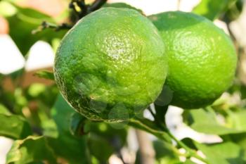 Royalty Free Photo of Green Lemons in a Tree