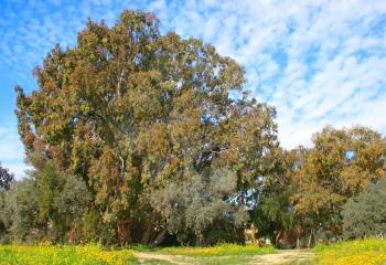 Royalty Free Photo of Eucalyptus and Mimosa Trees