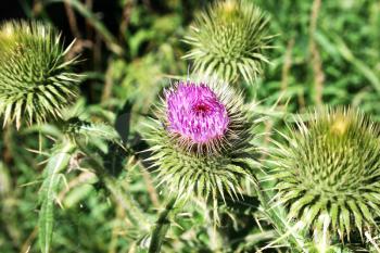 Royalty Free Photo of a Thistle Flower