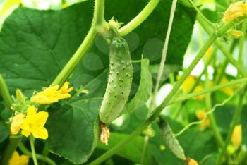 Royalty Free Photo of Cucumbers on a Plant
