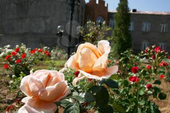 Royalty Free Photo of Roses in a Garden