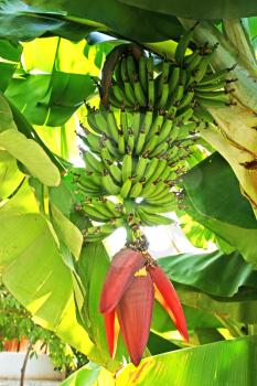 Royalty Free Photo of Bananas in a Tree