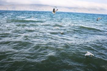 Royalty Free Photo of Seagulls Flying Over Lake Sevan