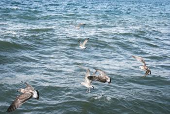 Royalty Free Photo of Seagulls on Lake Sevan