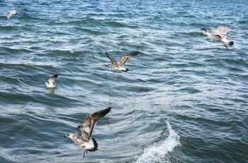 Royalty Free Photo of Seagulls Over Lake Sevan