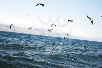 Royalty Free Photo of Seagulls Flying Over Lake Sevan