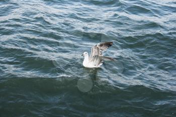 Royalty Free Photo of a Seagull on Lake Sevan