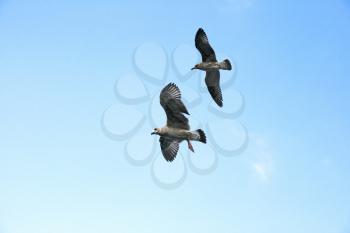 Royalty Free Photo of Seagulls Flying in the Sky