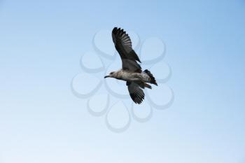 Royalty Free Photo of a Seagull in the Sky
