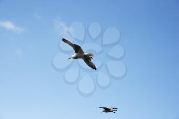 Royalty Free Photo of Seagulls Flying in the Sky