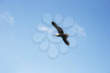 Royalty Free Photo of a Seagull in the Sky