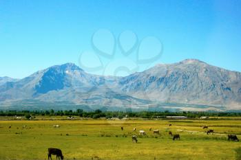 Royalty Free Photo of Animals in a Pasture