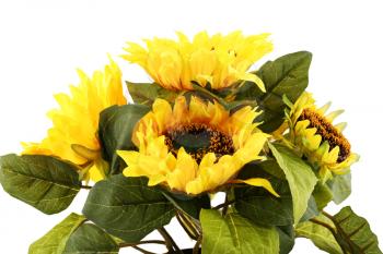 Sunflowers in vase isolated on white background.