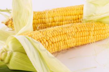 Corn cobs isolated on gray background.