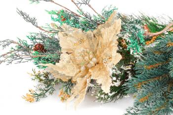 Christmas decoration with flower and fir-tree branch.