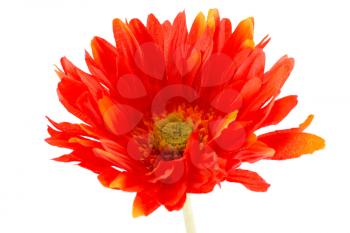 Red fabric daisy isolated on white background, closeup picture.