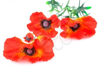 Red fabric poppies isolated on white background.