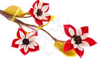 Red dried flowers isolated on white background.